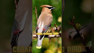 The most addictive bird in world  Cedar waxwing bird shorts [upl. by Alyahsal]