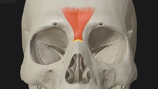 Procerus muscle function [upl. by Charissa]