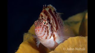 Blotched Hawkfish  Cirrhitichthys aprinus [upl. by Melan]