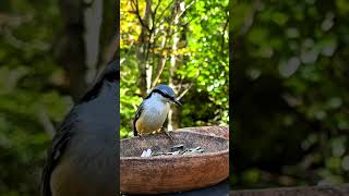 Nuthatches bird came to my garden birds waterbird nature waterbirds [upl. by Jenne]