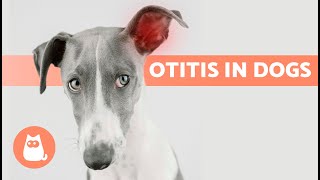 5 HOME REMEDIES for OTITIS in DOGS 🐶✅ Do They Work [upl. by Yhotmit]