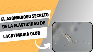 El asombroso secreto de la elasticidad de Lacrymaria olor [upl. by Neroled]