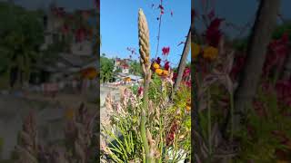 Aloevera flower 💚 amazingfacts naturegarden shorts fyp trending plants [upl. by Notsag]