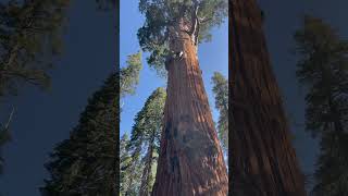 Chief Sequoyah at Sequoia National Park [upl. by Wayolle]