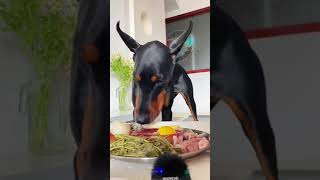 ASMR Dog Eating Raw Food  Mukbang Dog Eating Raw Meat [upl. by Sauder69]