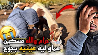 وحوش أدمية تكرفسوا على حصان وعماو ليه عينيه بجوج مسكين 😭 بسبب الحقد 😡 تطور كبير لمهر قيصر 😱 [upl. by Maudie]