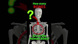 How many BONES Are in the Human Body [upl. by Berk796]