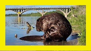 Beaver Grooming its Fur Close Up [upl. by Sadler]