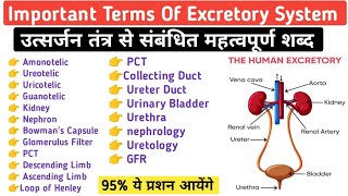 Important Terms Of Excretory System  System Guru Ravi  Urinary System [upl. by Uamak]