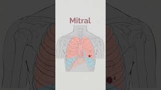 Cardiac Sounds Auscultation areas [upl. by Nosretep]