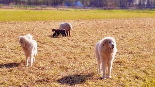 Adorable Great Pyrenees Puppies  Playful and Loving [upl. by Yraunaj882]