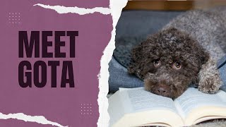 Meet Gota  7 facts about this Lagotto Romagnolo girl [upl. by Minor]