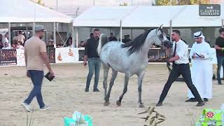 N 271 NOUAF AL FAISALY Manda Arabian Horse Show Mares 2020 B Class 26 [upl. by Ardnoik603]