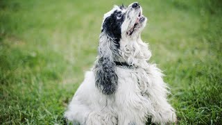 Preventing Excessive Barking in Cocker Spaniels When Left Alone [upl. by Wenda]