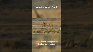 Lion Cubs Hunting Giraffe [upl. by Aubrie495]