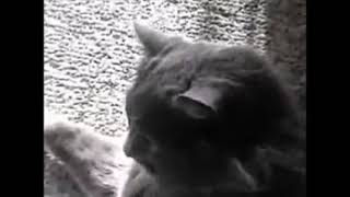 SoMe GuY yElLs At SoMe CaTs Distorted [upl. by Nasas328]