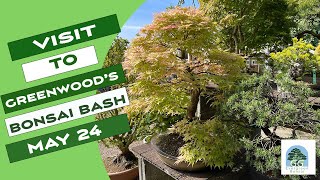 Visit to Greenwoods Bonsai Bash May 2024 [upl. by Uttica258]