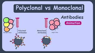 How do monoclonal antibodies work Rituximab infliximab adalimumab and others [upl. by Aliakam]