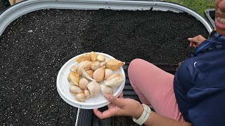 Planting Garlic  See my new Vegega Raised Metal Bed [upl. by Leirol60]