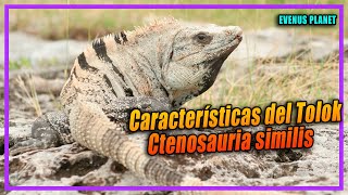 Características de la Iguana Rayada  Tolok  Ctenosaura similis [upl. by Scheer]