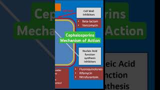 Cephalosporins Mechanism of Action [upl. by Ijuy321]