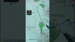 funaria Bryophytes ncert imp diagram class 11th ncert biology neet2025 aiims imp diagram [upl. by Puiia913]