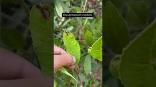 Native Shrub Toyon californianativeplants [upl. by Samoht]