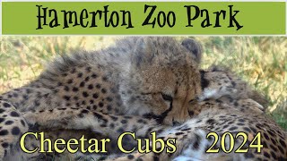 Cheetar Cubs  Hamerton Zoo  Sept 2024 [upl. by Rairb]