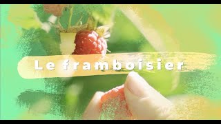 Framboisier  Plantation taille conseils dentretien [upl. by Aranahs]