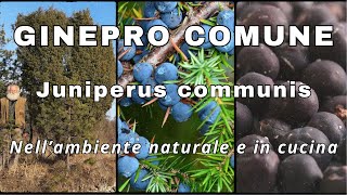 ginepro comune Juniperus communis [upl. by Ttezil990]