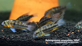 Apistogramma cacatuoides quotWildquot Stock 28042013 By ApistoLism [upl. by Maida202]