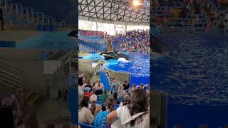 Experience The Thrilling Orca Show At SeaWorld San Antonio Glimps [upl. by Shafer69]