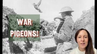 War Pigeons The unsung heroes of WW1 and WW2 [upl. by Erodoeht]