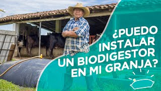 Ep4 ¡Produciendo biogás con estiércol de vacas y cerdos  SERIE Todo sobre biodigestores [upl. by Mcmullan]