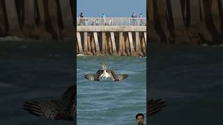 birds wildlife falcon attack on fish 🐠 [upl. by Aihsotal]