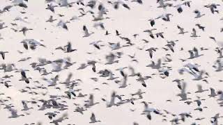 Snow Geese Taking Flight [upl. by Chelsae]