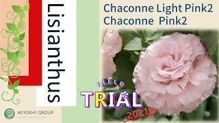 MIYOSHI Lisianthus Chaconne Light Pink 2 and Chaconne Pink [upl. by Buckie537]