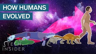 Incredible Animation Shows How Humans Evolved From Early Life [upl. by Burrow432]