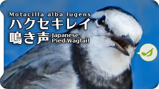 ハクセキレイの鳴き声【鳥の鳴き声図鑑】さえずり？地鳴き？White Wagtail  Motacilla alba【birdsong】 [upl. by Zingale169]