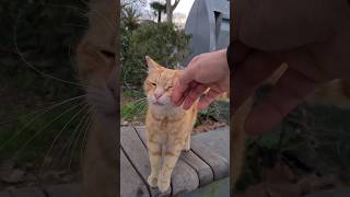 Friendly Orange Stray Cat [upl. by Root177]