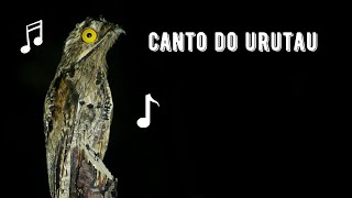 Canto do Urutau  Common Potoo Singing  Nyctibius Griseus [upl. by January]