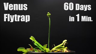 Venus Fly Trap Blooming  60 Days Time Lapse [upl. by Diley]