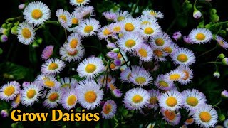 How To Grow Daisies from seed grow African daisiesDaisies in full bloomGrowing Flowers Time lapse [upl. by Ydnas206]