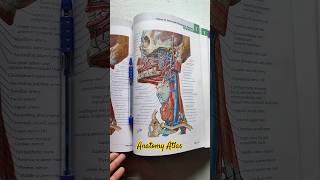 Anatomy Atlas anatomy medical shorts [upl. by Yniattirb216]