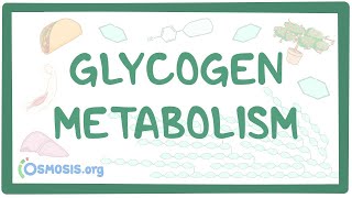 Glycogen metabolism [upl. by Akinna694]