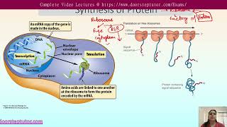 Mechanism of Sorting and Regulation in Intracellular Transport  CSIR Life Sciences [upl. by Domini589]