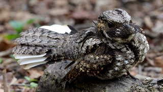 Eastern whippoorwill threat display [upl. by Ibok875]