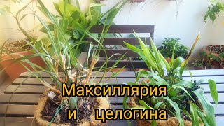 Maxillaria tenuifolia и coelogyne cristata как переносят жару 🤔 [upl. by Suneya]