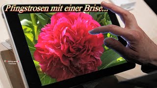 Pfingstrosen mit einer Brise von Wünschen 💗 für dich und zum Teilen auf WhatsApp amp Co🌸 [upl. by Anael32]