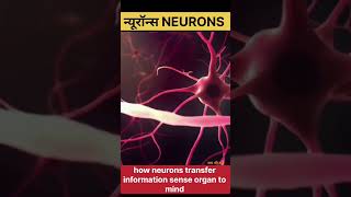 Neuronsन्यूरॉनhow neurons transmit informationneuron diagram shorts short viralvideo trending [upl. by Tychon828]